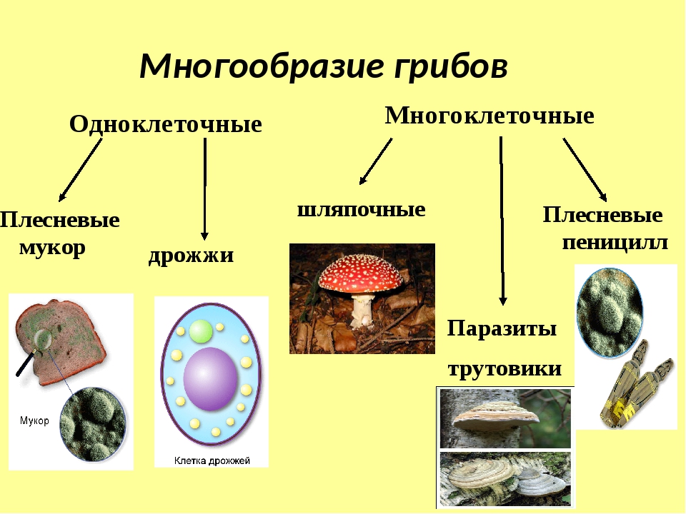 Шляпочные грибы многоклеточные. Многоклеточные грибы 5 класс биология. Строение грибов одноклеточных и многоклеточных. Одноклеточные и многоклеточные организмы 5 класс биология. Биология 5 класс многоклеточные грибы организмы.